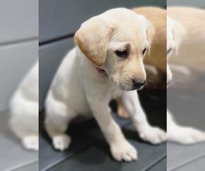 Labrador Retriever Puppy for sale in APPOMATTOX, VA, USA