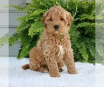 Small #4 Goldendoodle (Miniature)