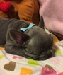 Small Photo #7 French Bulldog Puppy For Sale in OCEANSIDE, CA, USA