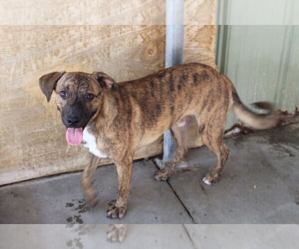 Medium Photo #6 Boxer-Unknown Mix Puppy For Sale in El Centro, CA, USA