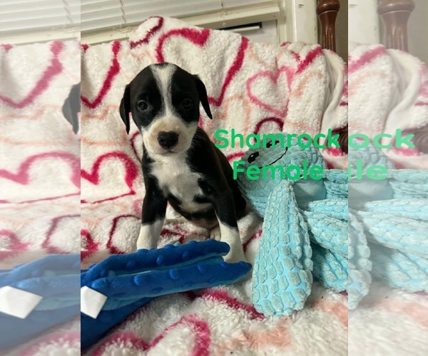 Medium Photo #1 Labrador Retriever-Unknown Mix Puppy For Sale in pomfret, CT, USA