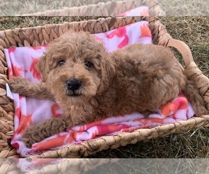 Poodle (Miniature) Puppy for sale in BERNE, IN, USA