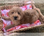 Small Photo #1 Poodle (Miniature) Puppy For Sale in BERNE, IN, USA