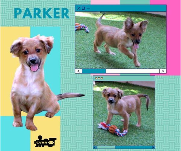 Medium Photo #1 Spaniel-Unknown Mix Puppy For Sale in Lindsay, CA, USA