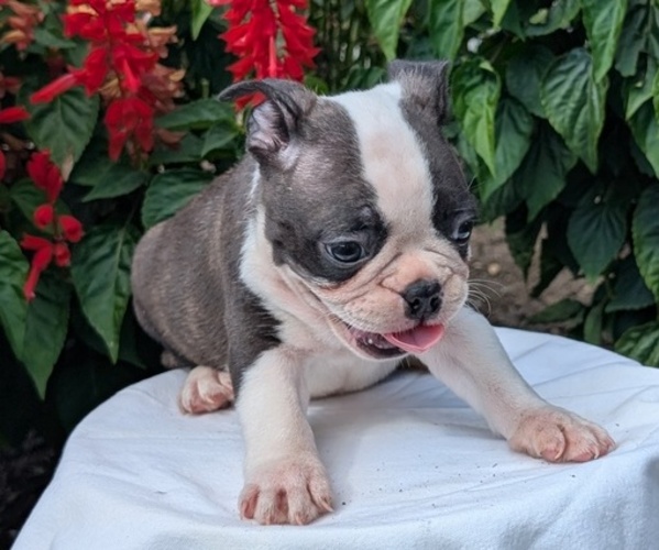 Medium Photo #24 Faux Frenchbo Bulldog Puppy For Sale in GOSHEN, IN, USA