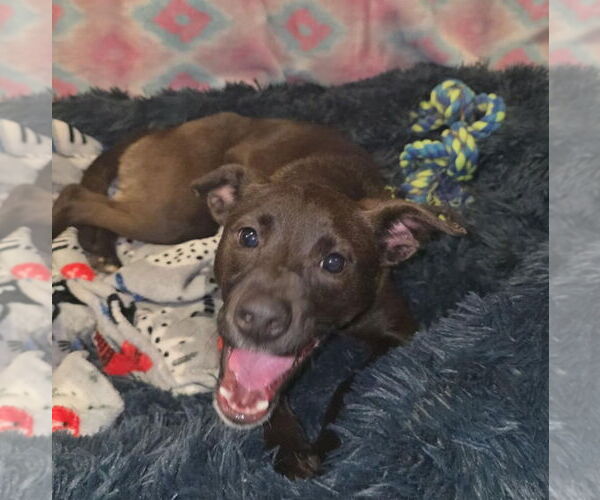 Medium Photo #3 Mutt Puppy For Sale in Oakhurst, NJ, USA