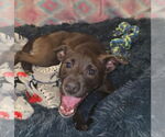 Small #2 Mutt