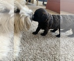 Puppy 4 Poodle (Toy)-Soft Coated Wheaten Terrier Mix