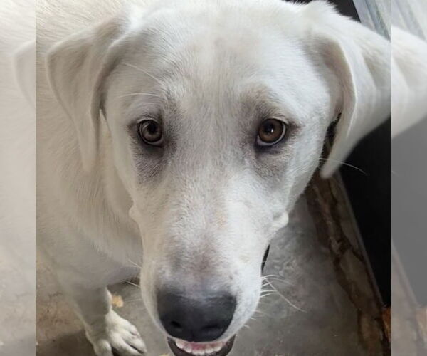 Medium Photo #1 Great Pyrenees-Unknown Mix Puppy For Sale in Dallas, TX, USA