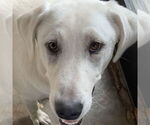 Small Great Pyrenees Mix