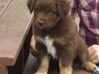 Australian Shepherd Puppy for sale in RUSH CITY, MN, USA