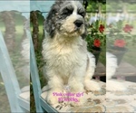 Small Photo #2 Saint Berdoodle Puppy For Sale in PAW PAW, MI, USA