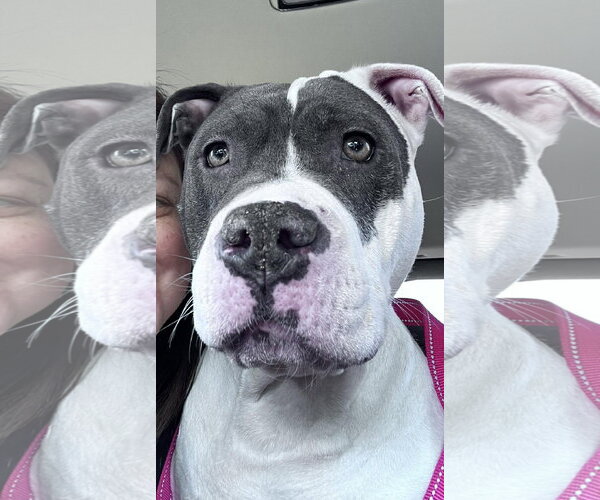 Medium Photo #2 Mutt Puppy For Sale in Rockville, MD, USA