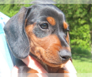 Dachshund Puppy for sale in BUCKLIN, MO, USA