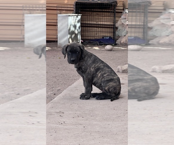 Medium Photo #2 Mastiff Puppy For Sale in DEMING, NM, USA
