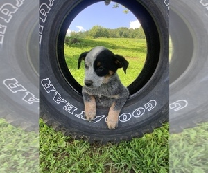 Australian Cattle Dog Puppy for sale in HILLSBORO, WI, USA