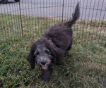 Puppy PIER Bernedoodle-Bernese Mountain Dog Mix