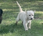 Small Photo #56 Labradoodle Puppy For Sale in KIRKSVILLE, MO, USA