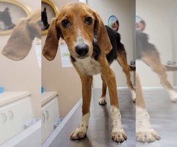 Medium Photo #10 Beagle-Unknown Mix Puppy For Sale in Las Vegas, NV, USA