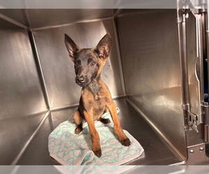 Mutt Dogs for adoption in Rancho Cucamonga, CA, USA