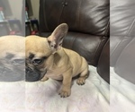 Small Photo #20 French Bulldog Puppy For Sale in CHESAPEAKE, VA, USA