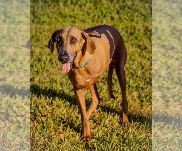 Medium Photo #2 Rhodesian Ridgeback Puppy For Sale in Dumont, NJ, USA