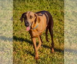 Small #1 Rhodesian Ridgeback