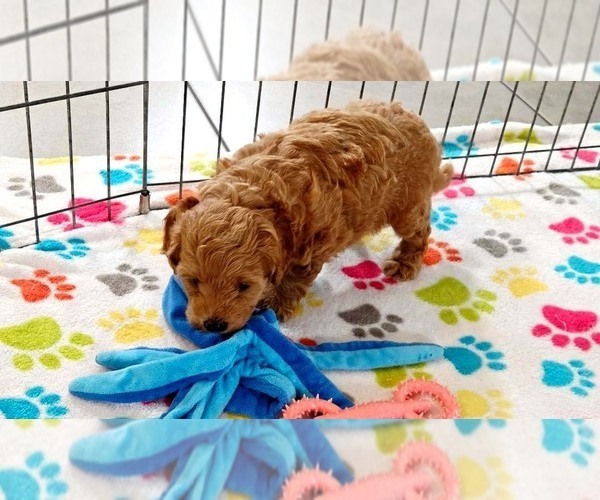 Medium Photo #7 Cavapoo mix (+ Poodle Miniature) Puppy For Sale in ORO VALLEY, AZ, USA