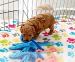 Small #6 Cavapoo mix (+ Poodle Miniature)