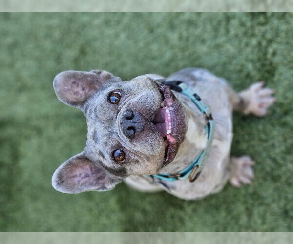 Medium Photo #7 French Bulldog Puppy For Sale in Lake elsinore, CA, USA