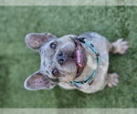 Small #6 French Bulldog