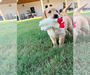 Golden Retriever Litter for sale in LEXINGTON, GA, USA