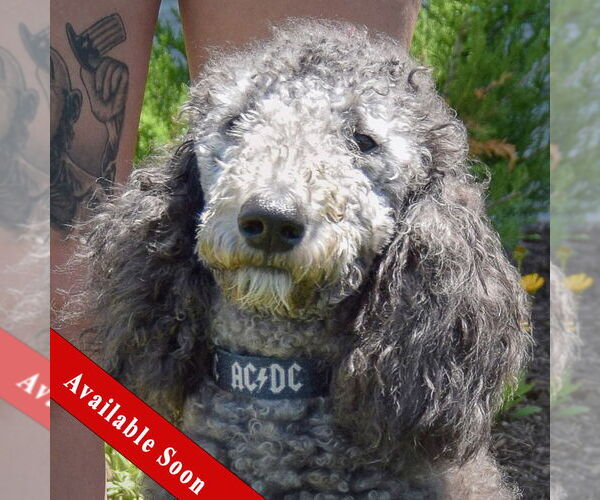 Medium Photo #1 Poodle (Standard) Puppy For Sale in Huntley, IL, USA