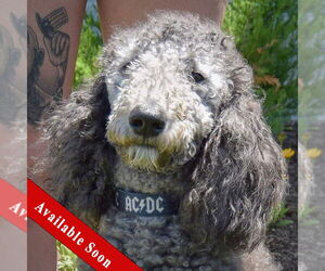 Poodle (Standard) Dogs for adoption in Huntley, IL, USA