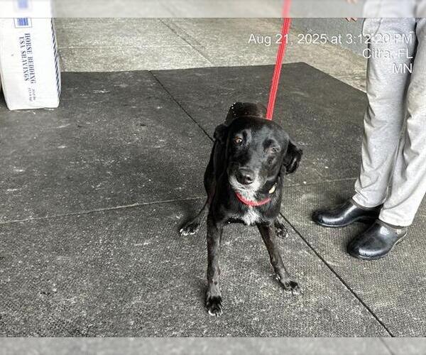 Medium Photo #1 Mutt Puppy For Sale in Ocala, FL, USA