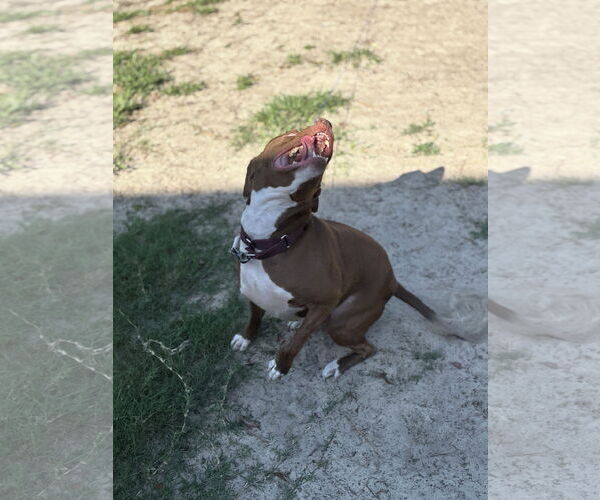 Medium Photo #4 Mutt Puppy For Sale in Orlando, FL, USA