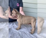 Small #2 French Bulldog