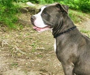 Mother of the American Bully puppies born on 10/15/2020