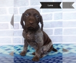 Small Photo #11 German Shorthaired Pointer Puppy For Sale in ELBERTA, AL, USA