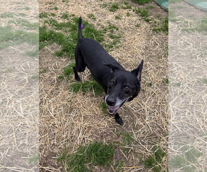 Wiggly - Male Mutt Dog for Adoption - Photo #3
