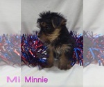 Small #2 Yorkshire Terrier