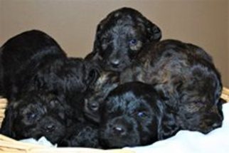 Labradoodle Puppy for sale in PLYMOUTH, NE, USA