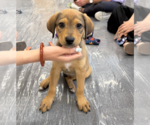 Small #2 Labrador Retriever Mix
