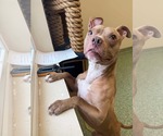 Small #2 American Pit Bull Terrier Mix