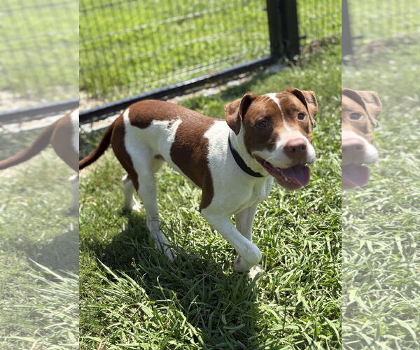 Medium Photo #2 Mutt Puppy For Sale in Virginia Beach, VA, USA