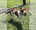 Small #1 Mutt