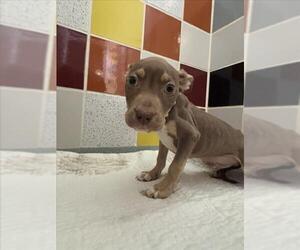 American Pit Bull Terrier-Unknown Mix Dogs for adoption in Plano, TX, USA