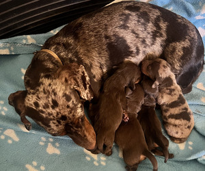 Dachshund Puppy for sale in Madrid, Madrid, Spain