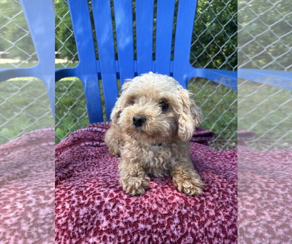 Medium Photo #3 Poodle (Toy) Puppy For Sale in Pacolet, SC, USA