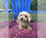 Small #2 Poodle (Toy)